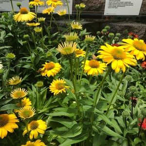 Meet your Posher, Terry